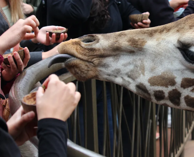 A Rothschild giraffe reaching over the feeding platform at the Giraffe Centre, Nairobi