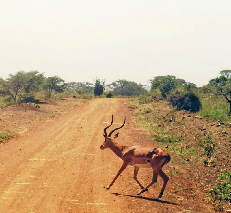 Impala on a red dirt track during a game drive